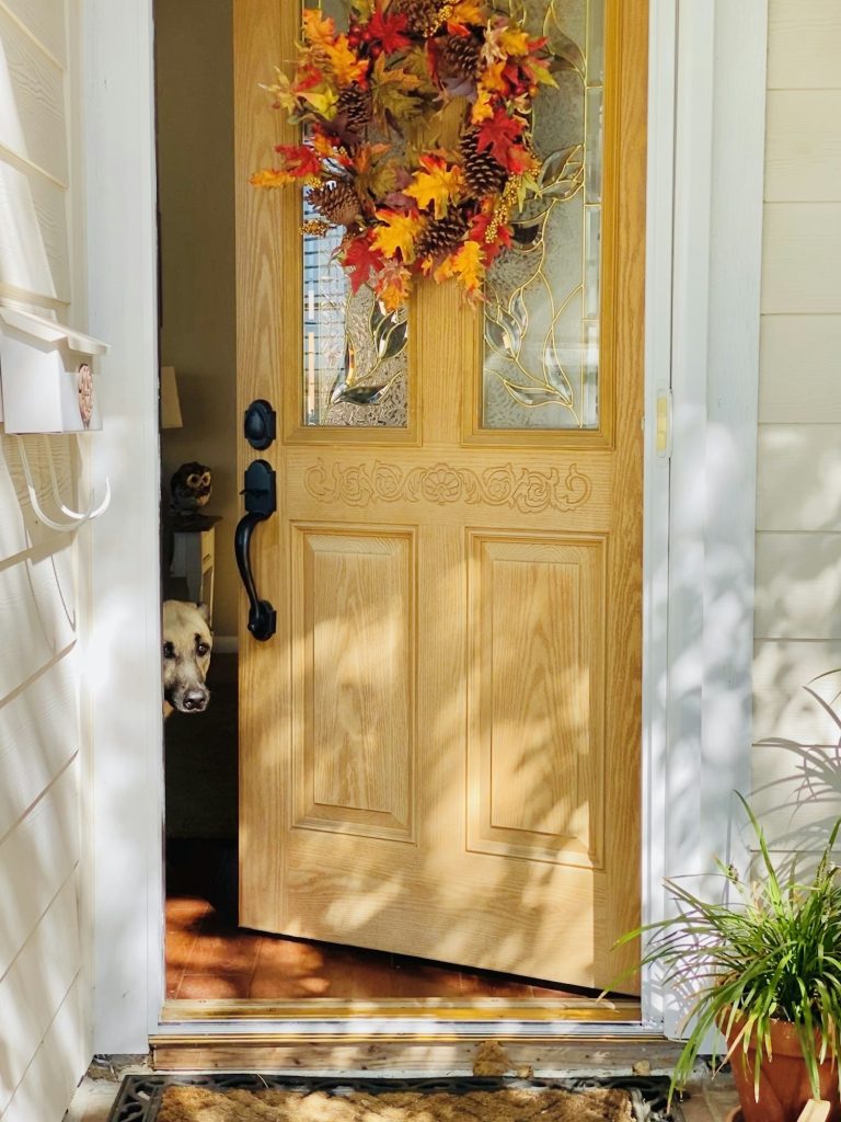 A beautiful cute puppy opening the door to welcome guests to her house! SO CUTE!